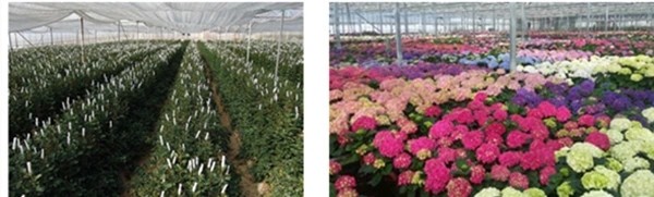 Valentines day best gift 5-6cm preserved rose customized design stabilized rose in heart shape gift box Fresh flower