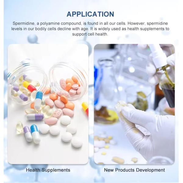 Белый спермидин порошок 334-50-9 Митоспермидин гигроскопический и чувствительный к воздуху