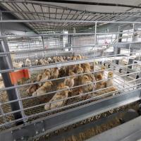 Cages de volaille galvanisées à chaud pour les élevages de poulets