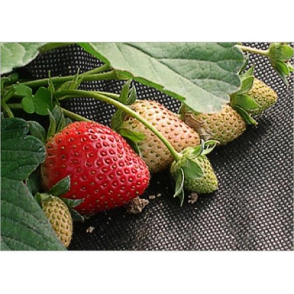 Garden Plant Protection Covers Nonwoven Fabric , Air Permeable Landscape Cloth