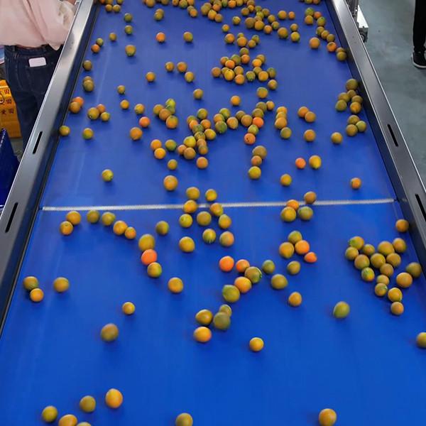 8 Channels 380V Kumquat Fruit Sorting Machine White Grading Machine