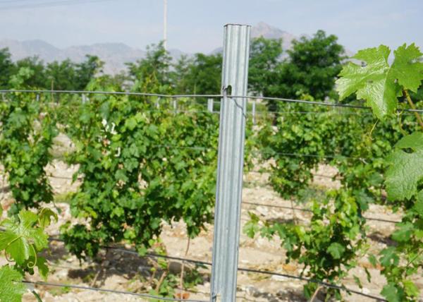 Grapery Standard Plant Support Posts With Full Size And Thickness
