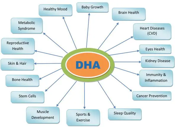 DHA Algal Oil Powder