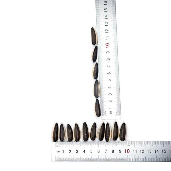 Amazon hot sale Wholesale best Quality China Manufacturer Sunflower seeds 363