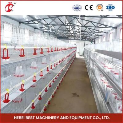 Comprimento automático galvanizado quente Mia dos pássaros 1.2m de Chick Brooder Cage 192 do bebê da franga