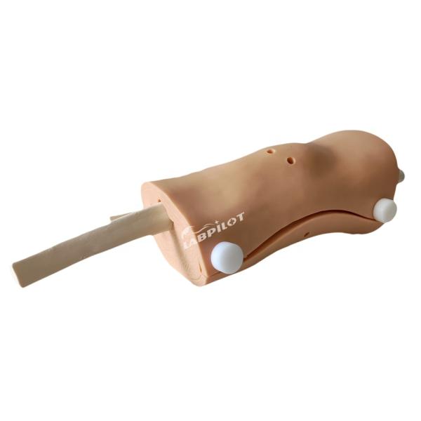 Human Life Size Arthroscopy Model Knee Joint Medical Teaching Demonstration Simulator