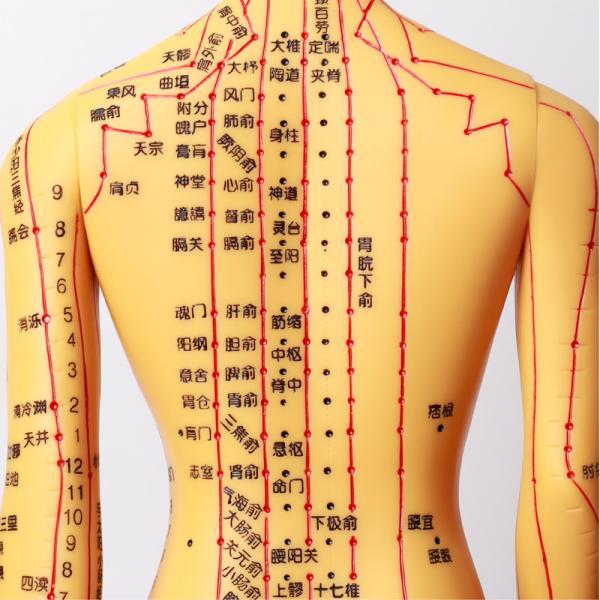 Acupuncture Needles Acupuncture Body Model Realistic Appearance Detailed Representation of Human Body 20/25/50/70CM Tall