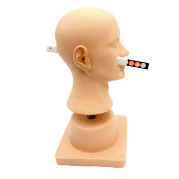 Advanced PVC Plastic Ear Diagnostic Simulator for Otolaryngology Demonstration Tool