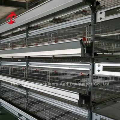 Battery Automatic H Type Poultry Cage System Hot Sale 240Birds Rose