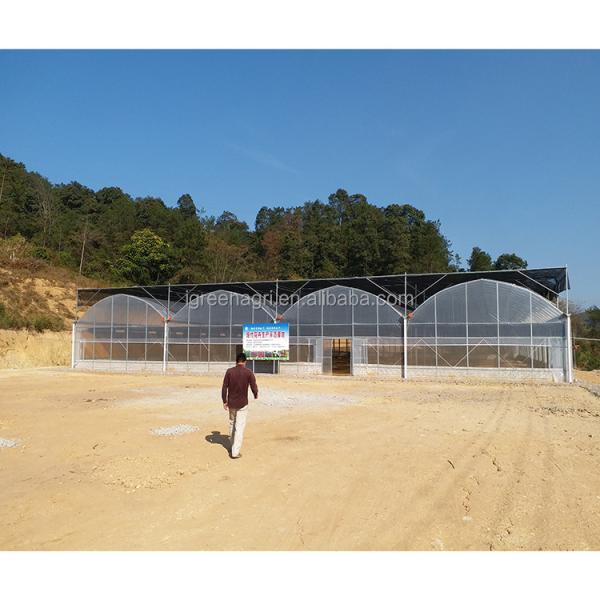 No Roof Vent Agricultural Greenhouse Vegetable Growing Single Span Greenhouse