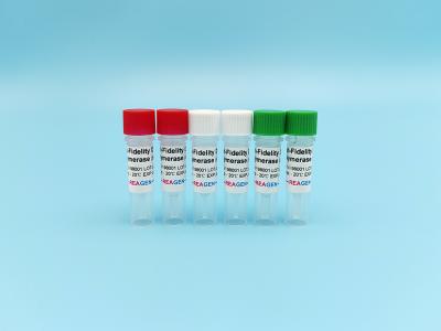 PCR High-Fidelity DNA Polymerase