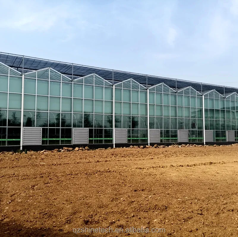Large Agricultural Intelligent Holland Greenhouse Glass for Tomatoes Cucumber Lettuce