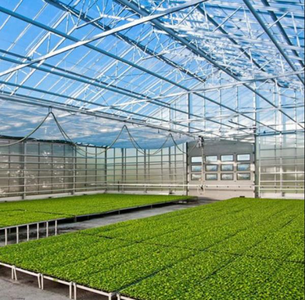Polycarbonate Hollow Board Glass Industrial Outdoor Multispan Glass Professional Dutch Greenhouse For Flower Planting