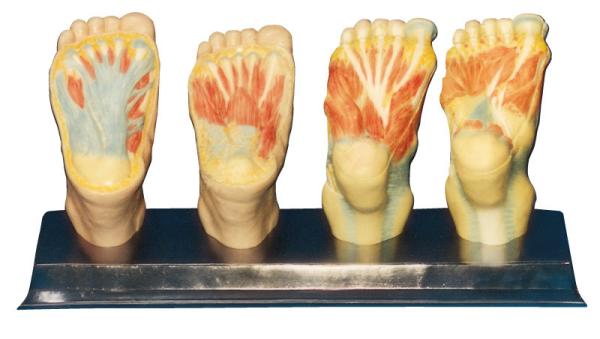 Planta Anatomy with stander Human  Anatomy Model for college ,hospital training