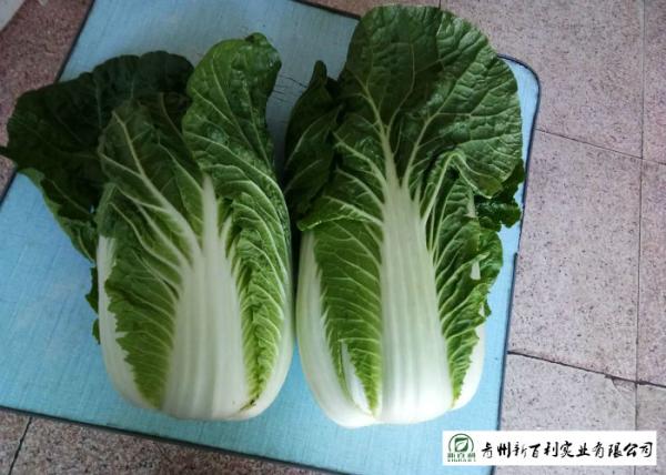 Big Size Fresh Chinese Cabbage Own Plantation Supply To Supermarket