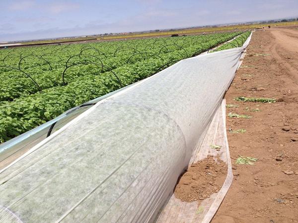 Garden Ground Cover Fabric / Weed Control Non Woven Fabric For Maintain Temperature