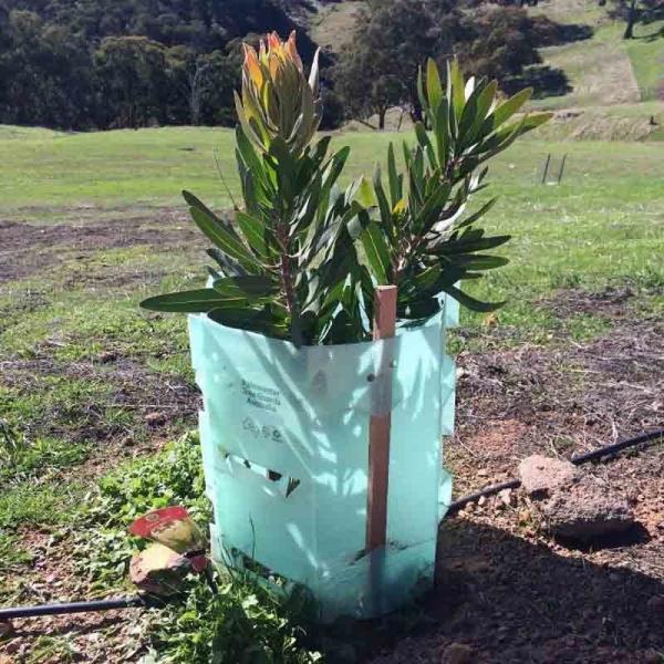 Anti Uv Corrugated Plastic Tree Guard 2mm Thickness
