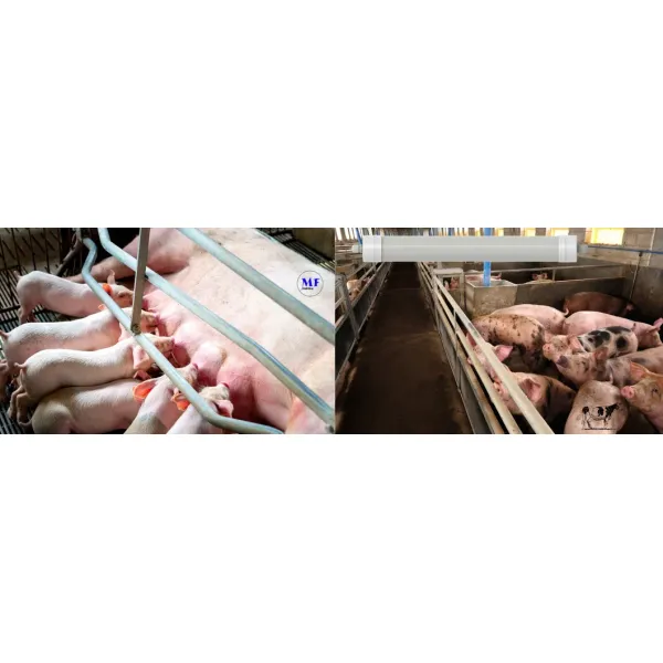 LED Tri-Proof Light Anti-Ammonia White Color Ik10 IP69K 0~10V Dim CCT Power Adjustable 170lm/W 1.6m for Diary Cow Sheep Farmyard Livestock