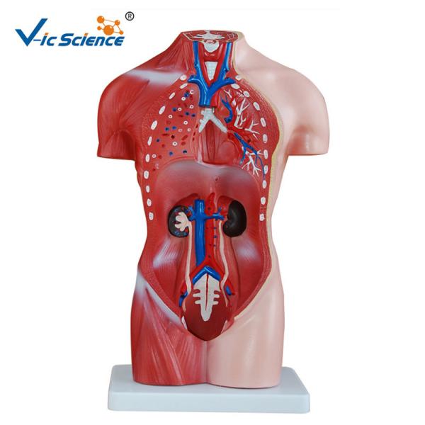 42cm Female Human Torso Model 15 Parts Educational Model CE Approved