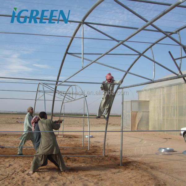 5m Roof Height Single Span Greenhouse Smart Chinese Style Greenhouse