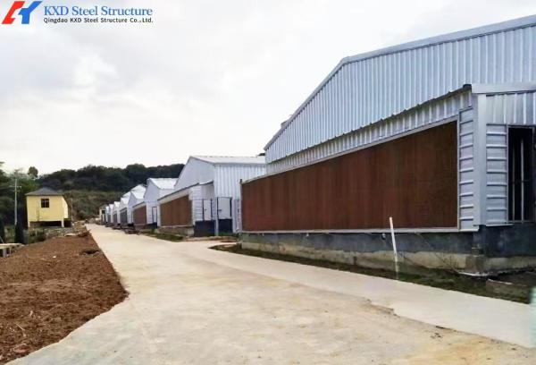 Steel Structure Poultry House with Automated Feeding and Ventilation Systems