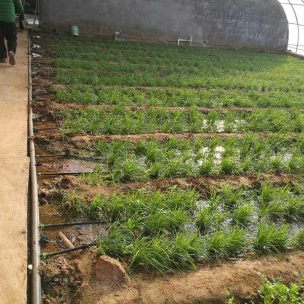 30cm 40cm 50cm Espaçamento PE Irrigação por tubos de gotejamento para frutas vegetais Fertilização de flores Sistema de irrigação