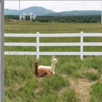 Quadrado Post 2 Rails Vinyl Horse Fencing em estoque