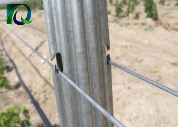 7FT Height Metal Plant Support Stakes , Hot Dip Galvanised Steel Vineyard Posts