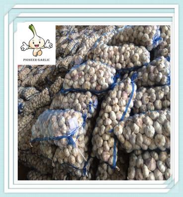 Chinese Fresh Garlic Jinxiang Red Garlic Purple Garlic 5.0cm 5pcs Bag
