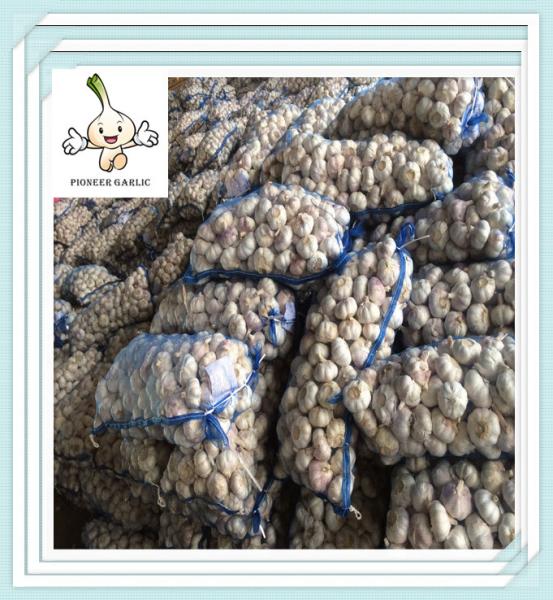Chinese Fresh Garlic Jinxiang Red Garlic Purple Garlic 5.0cm 5pcs Bag