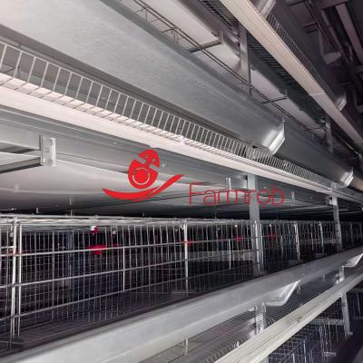 Stable Performance Layer Chicken Cage System in Morocco