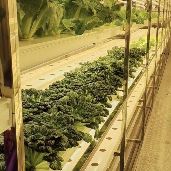 18000.000kg Embalagem Peso Bruto Recipiente de cultivo de vegetais de folhas verdes Estufas