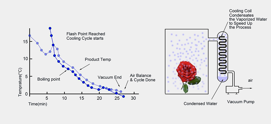 Травы свежих цветков сертификата CE вакуумируют охладитель для авиакомпании