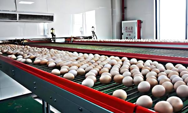 Low Breakage Rate Below 1 Percent Egg Collection System Multi Layer Efficient High Automation