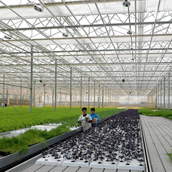 Invernadero inteligente de vidrio Venlo para el cultivo de frijoles