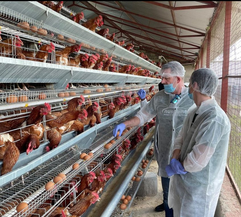 Hot Dipped Galvanized Automatic A Type Layer Cage System 3 to 12 Tiers for Hens
