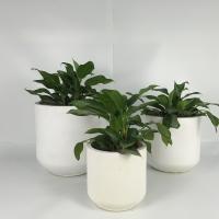 Planteadores de concreto de jardim leves para decoração interna e externa