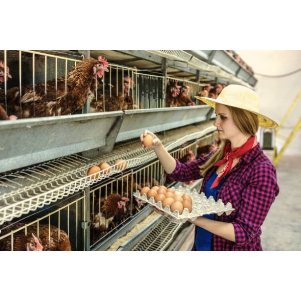 Smart Poultry Care System with Automatic Feeding System and Real-Time Monitoring for Efficient Management