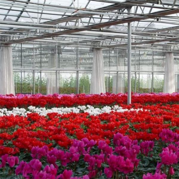 UV Resistant Mutli Span Flower Greenhouse Venlo Type Waterproof