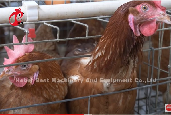 Cage de capas de aves de corral galvanizadas calientes y profundas para 20.000 aves
