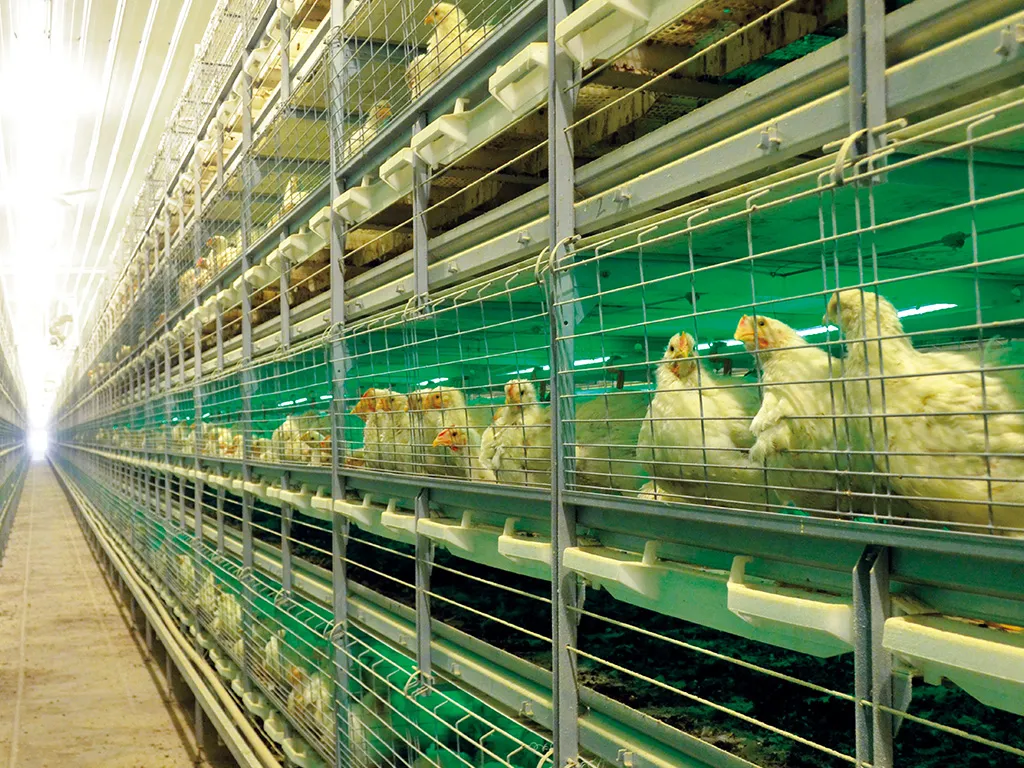 Poultry Farming Feeding System Plastic Precise Control Broiler Pan Feeding System