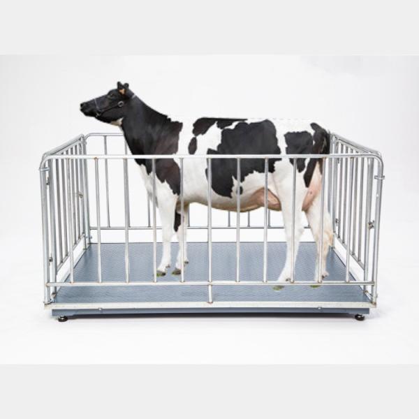 Scale numérique de l'élevage pour les ovins, les bovins et les volailles 2000 kg