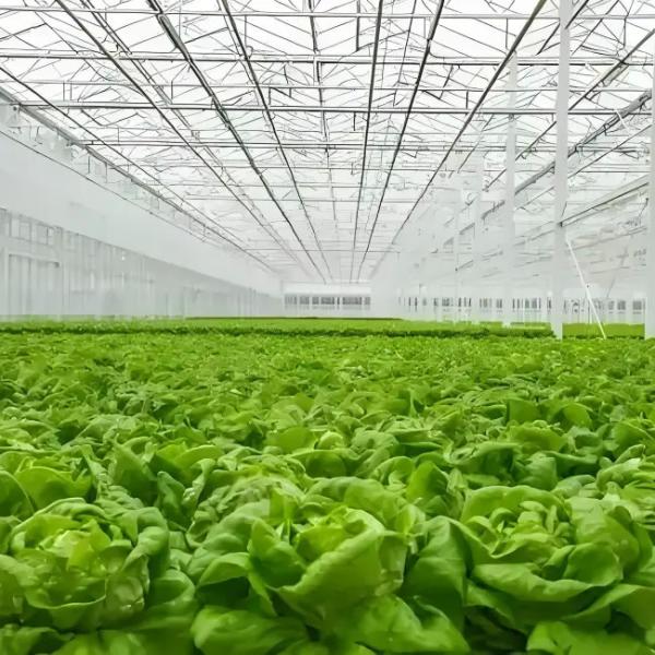 Anti Reflective Automatic Venlo Glass Greenhouse With Agricultural Farming Systems