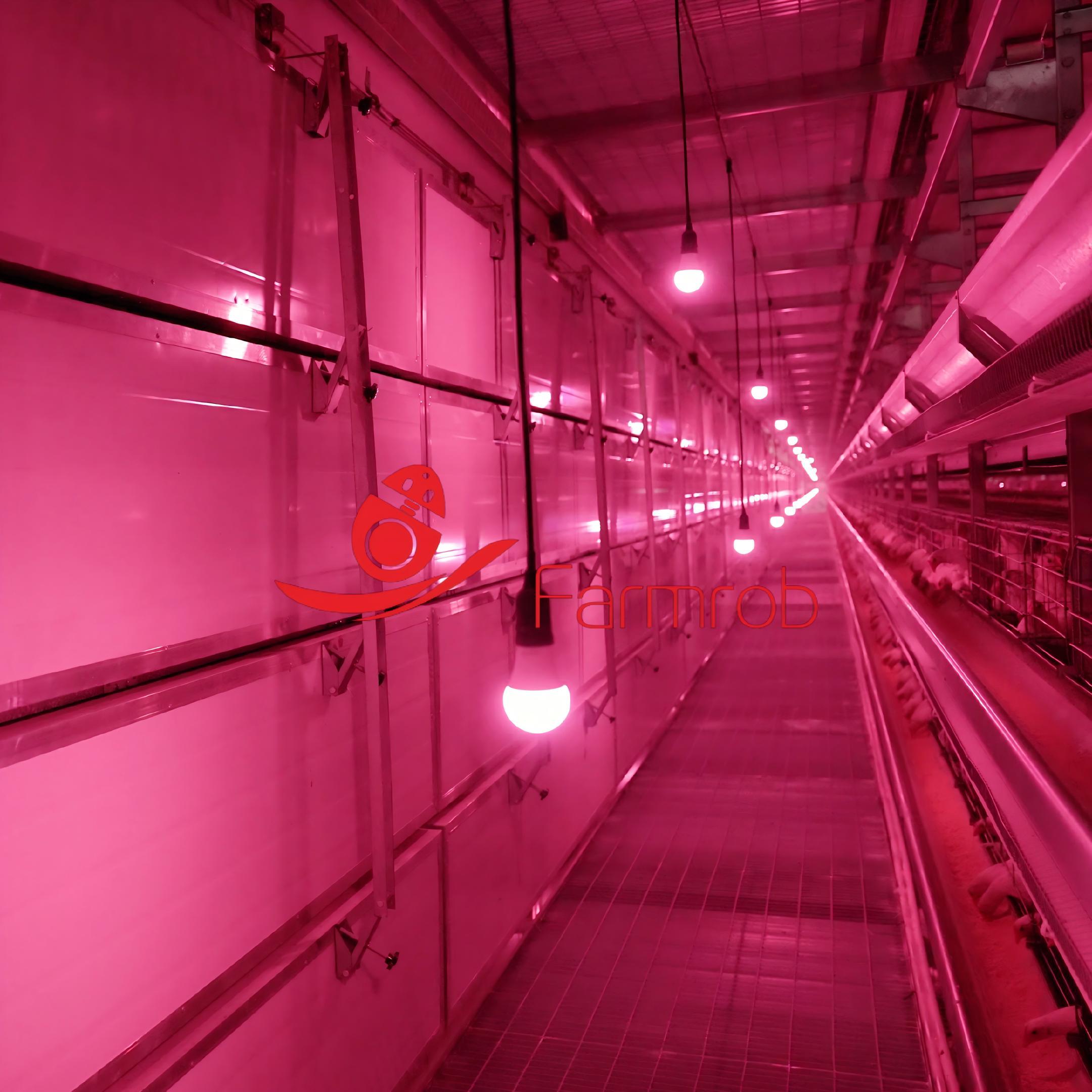 80000 Birds Layer Chicken Cage System Combining Automatic Feeding Drinking And Egg Collection For Streamlined Poultry Farm Operations