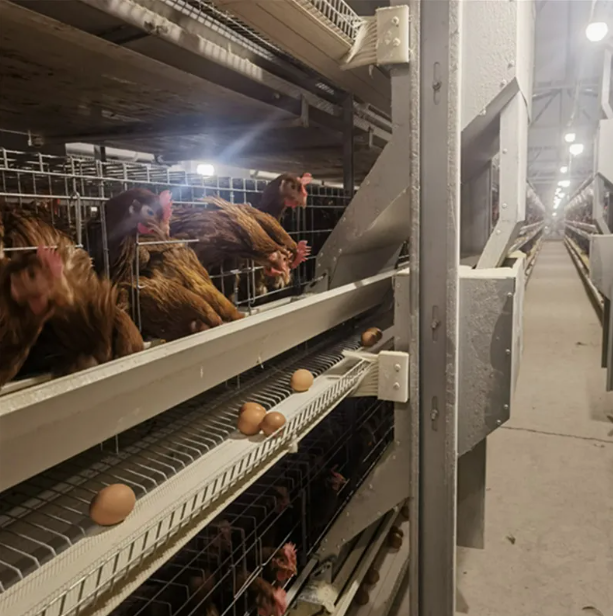Fully Automatic 4-Tier H-Type Battery Cage with Hot-Dip Galvanized Steel for Layer Hens and Broilers