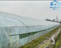 Estufa poli do único período claro que cultiva para o crescimento da cebola dos pimentões
