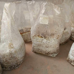 Autoclavable Mushroom Growing Bags, Mushroom Spawn Bags, Stand Up Durable Bags, Garden Supplies, Breathable