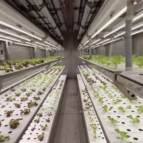 Reefer Container Greenhouse For Leaf Vegetable Smart Container Greenhouse