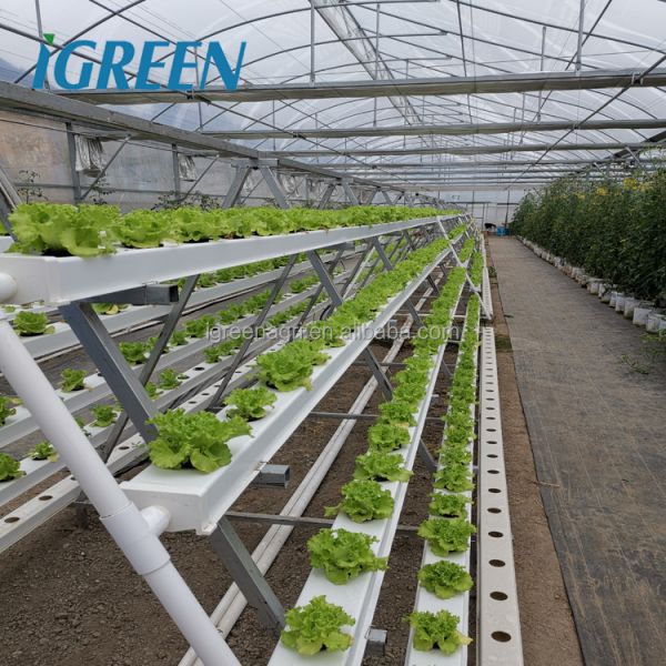 IGreen Multi-Span Agricultural Greenhouse with PE Film Cover Single Layer Customizable Size