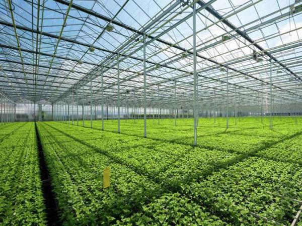 Tempered Vegetable Plants Growing Greenhouse